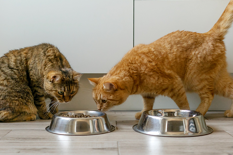 Frische Mahlzeiten: Ernährungsumstellung bei Katzen